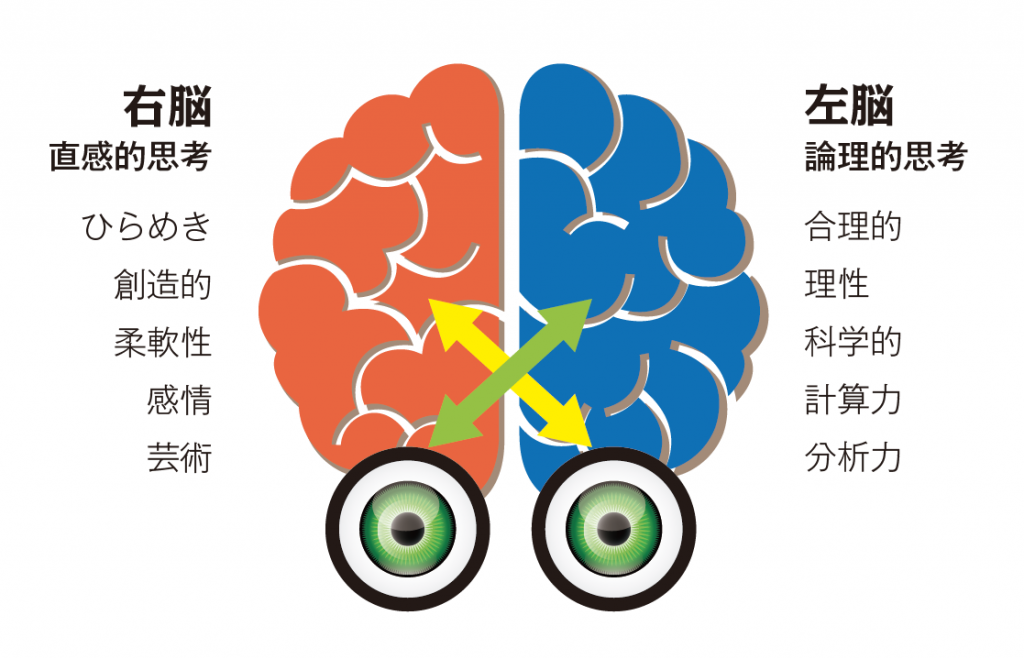 右脳、左脳と眼球の関係
